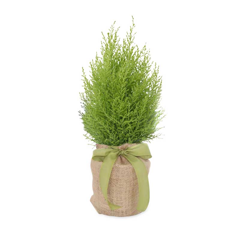 Live Potted Evergreen Trees in Burlap Gift Bag (Lemon Cypress)